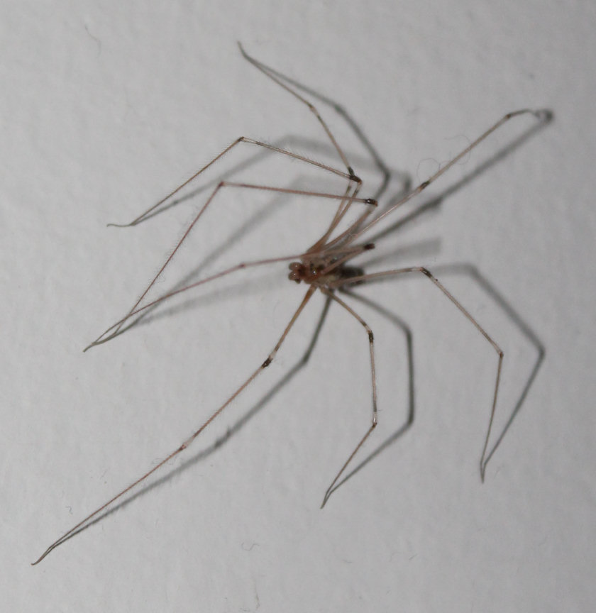 Web Crawler