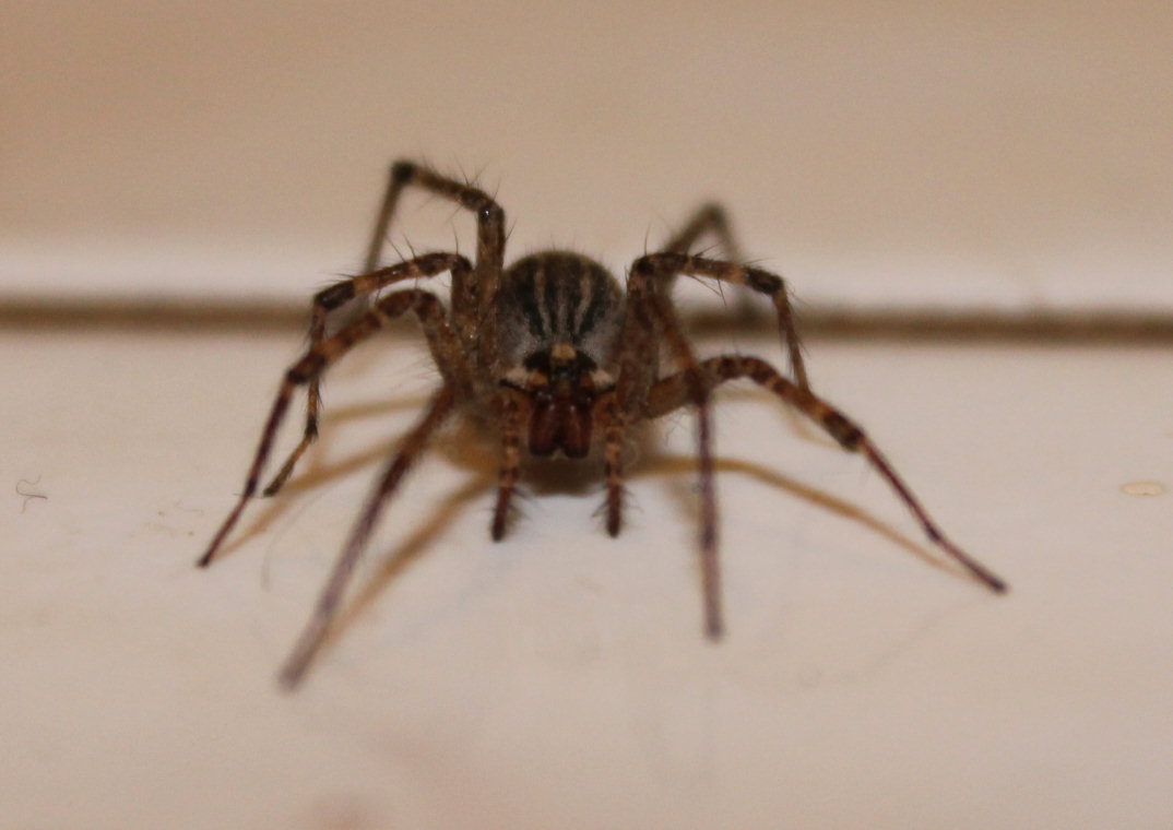 Big Hairy Spider