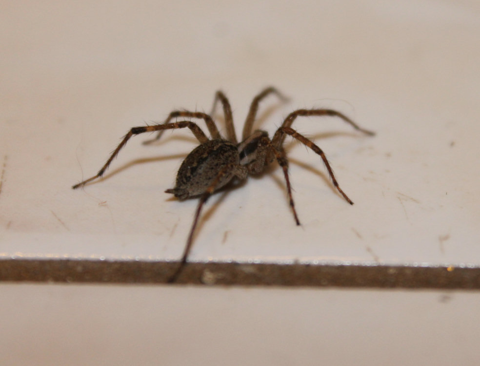 Big Hairy Spider