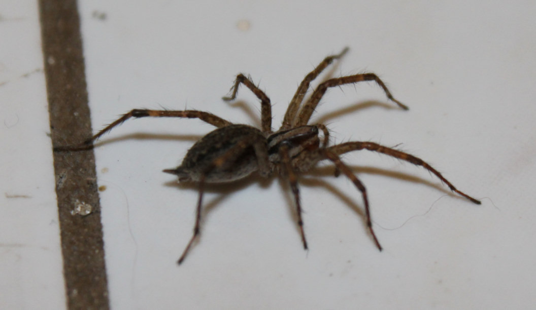 Big Hairy Spider
