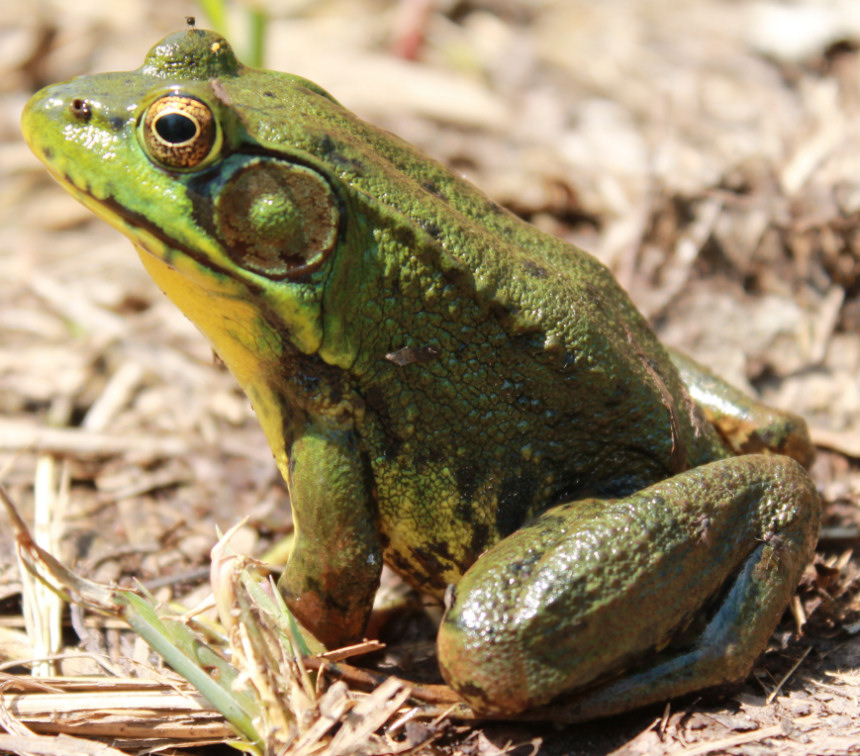 Frog