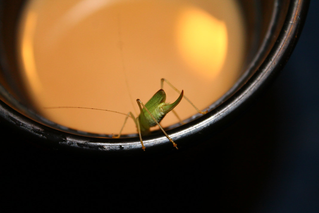 Grasshopper and Coffee