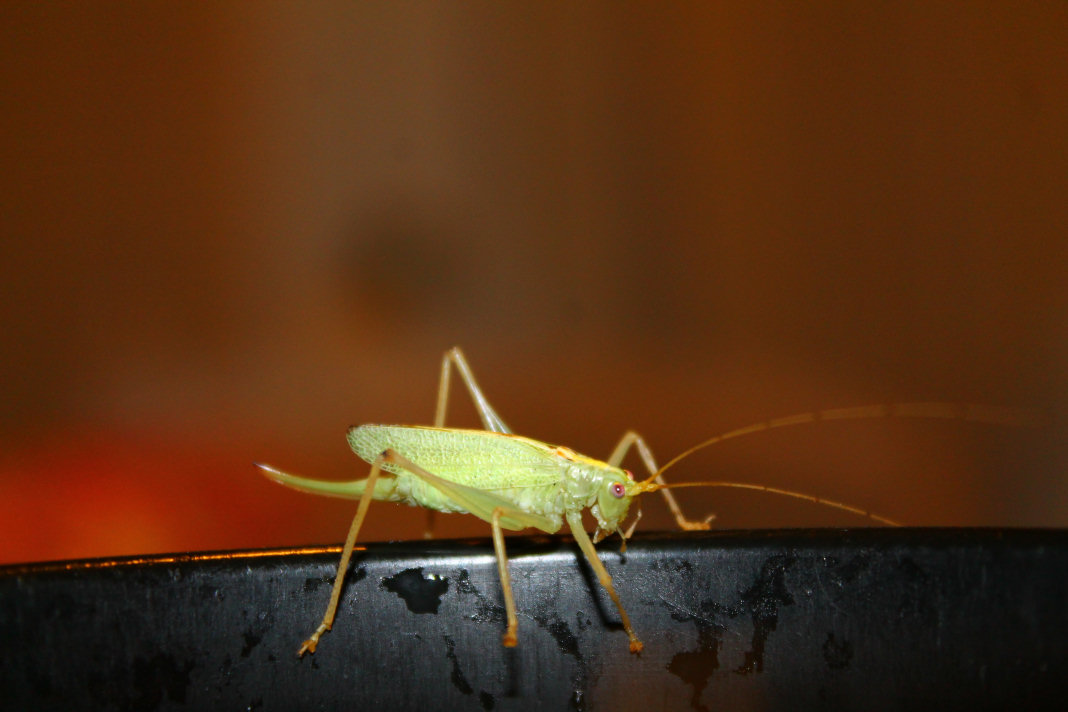 Grasshopper and Coffee