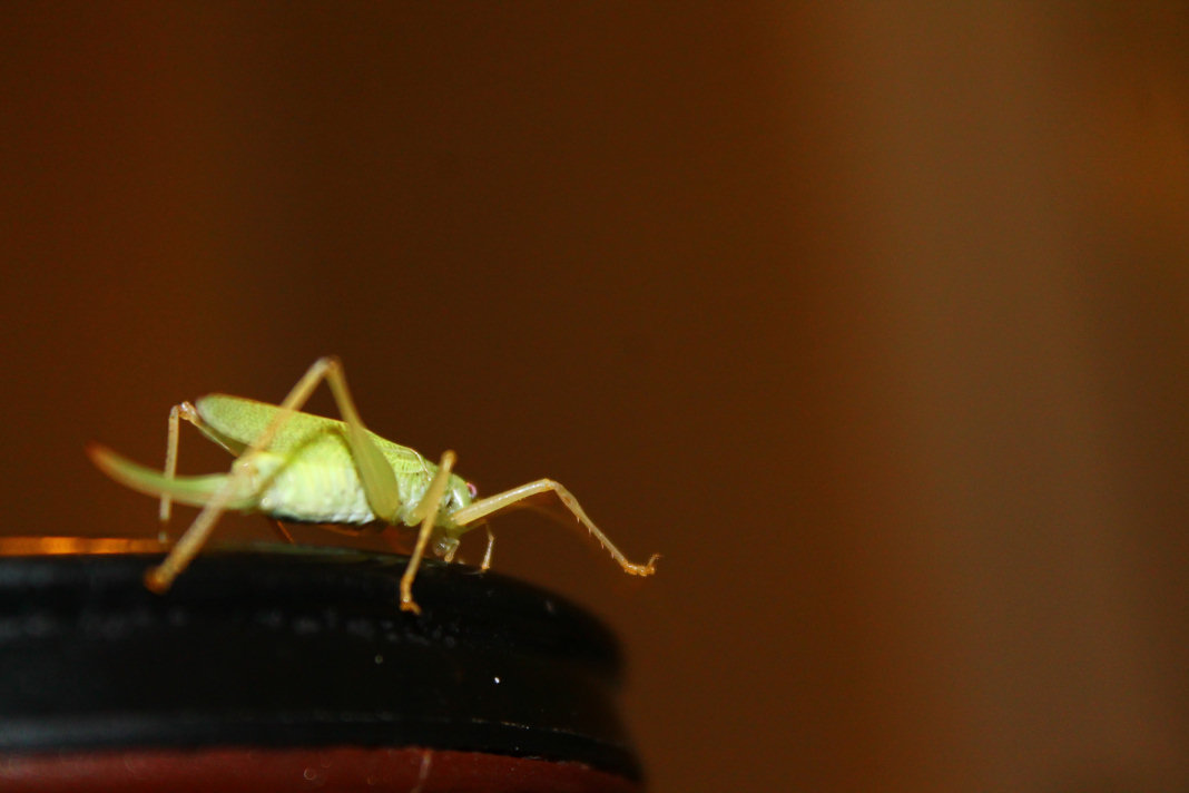 Grasshopper and Coffee