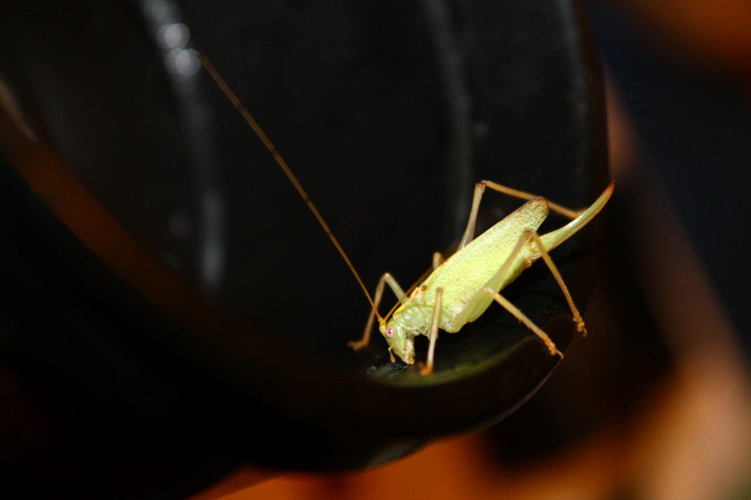 Grasshopper and Coffee