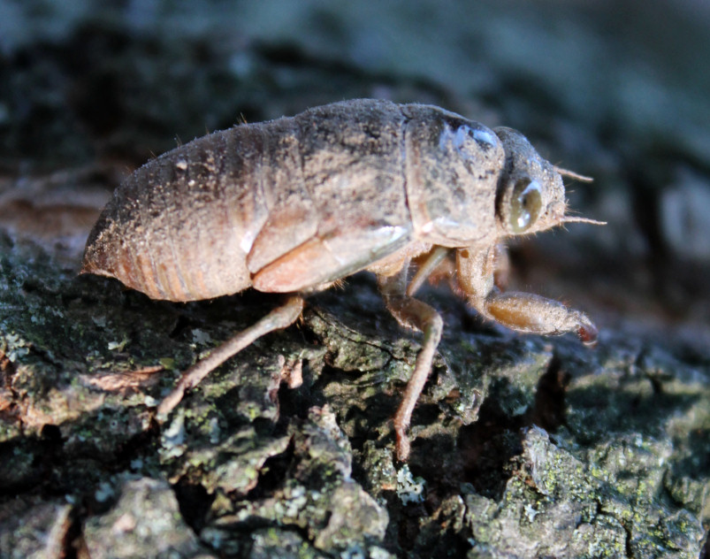 June bug