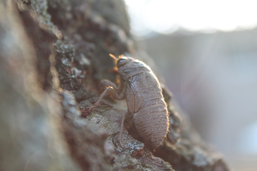 June bug