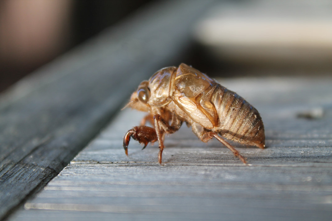 June bug