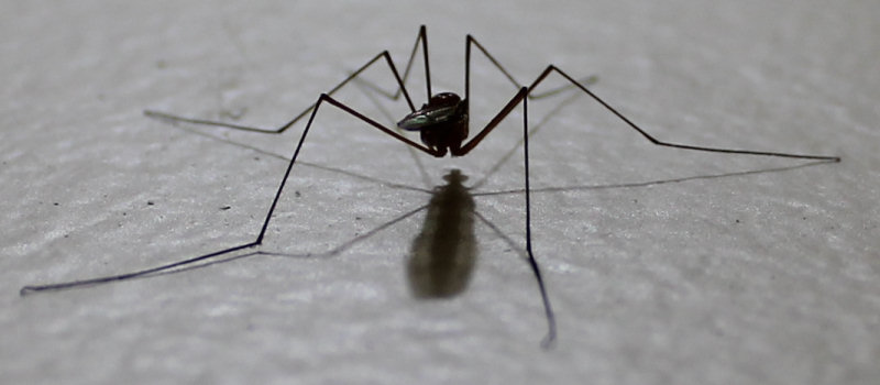 Mosquito