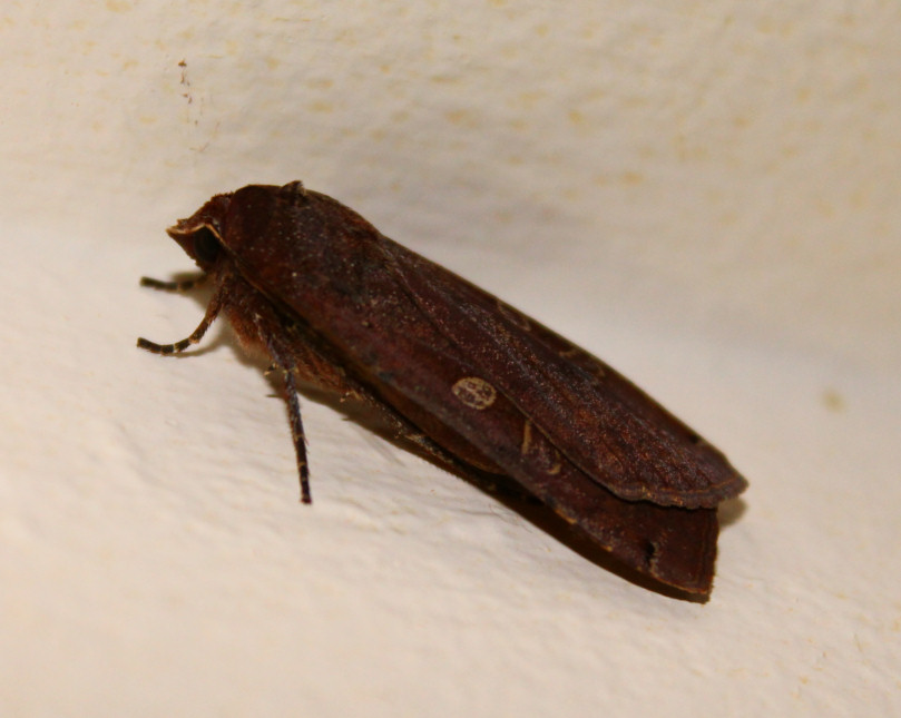 Moth