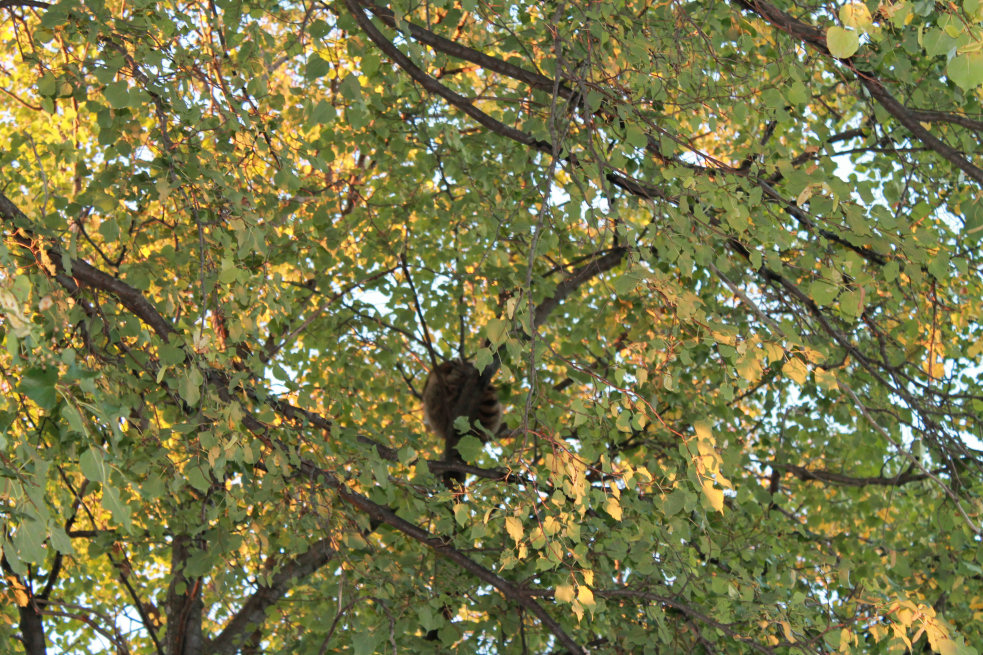 Sleeping Racoon 1