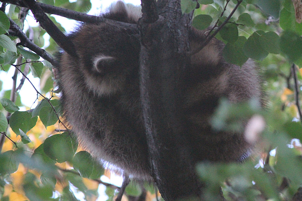 Sleeping Racoon 2