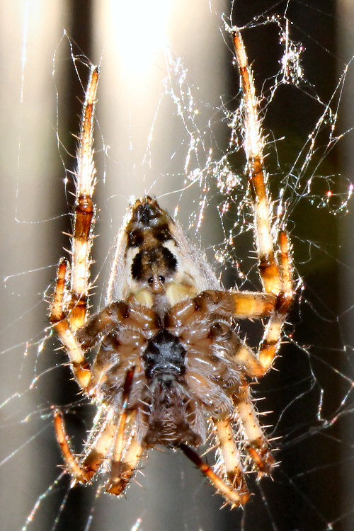 Scary & Hairy