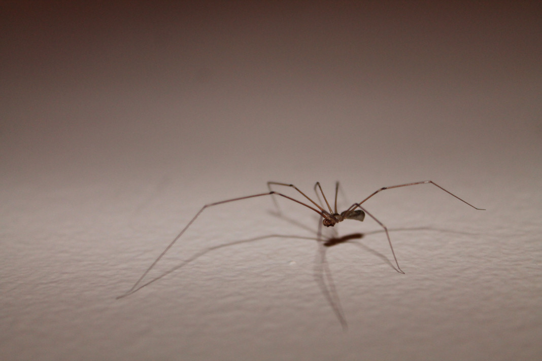 Spider